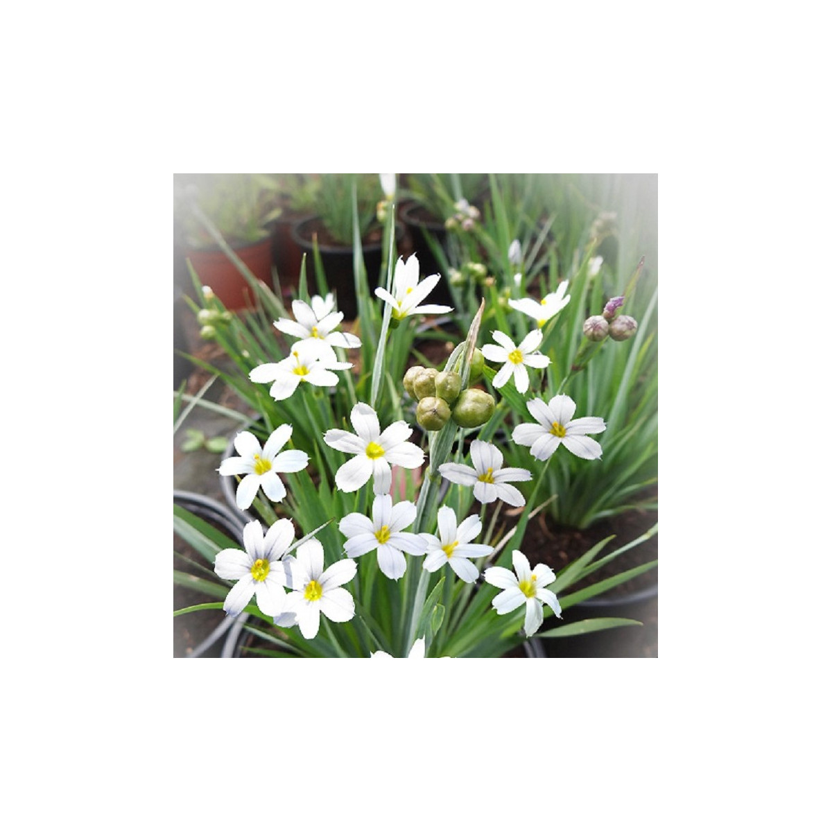 Badil úzkolistý biely - Sisyrinchium angustifolium - semená - 10 ks