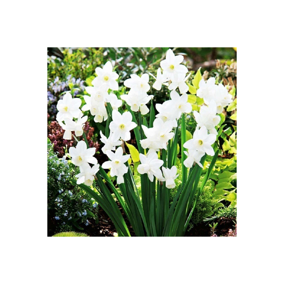 Narcis Silver Bouquet - Narcissus - cibuľoviny - 3 ks