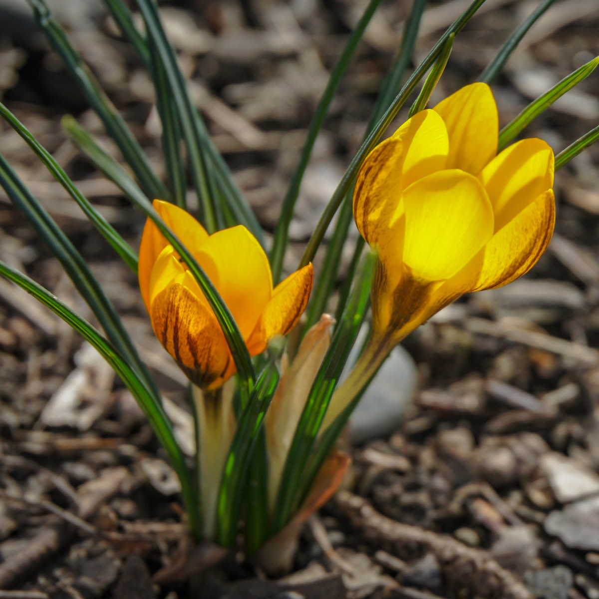 Krókus Golden Yellow  - Crocus vernus - cibuľoviny - 3 ks