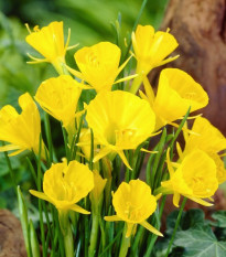 Narcis Golden bells - Narcissus bulbocodium - cibuľoviny - 3 ks