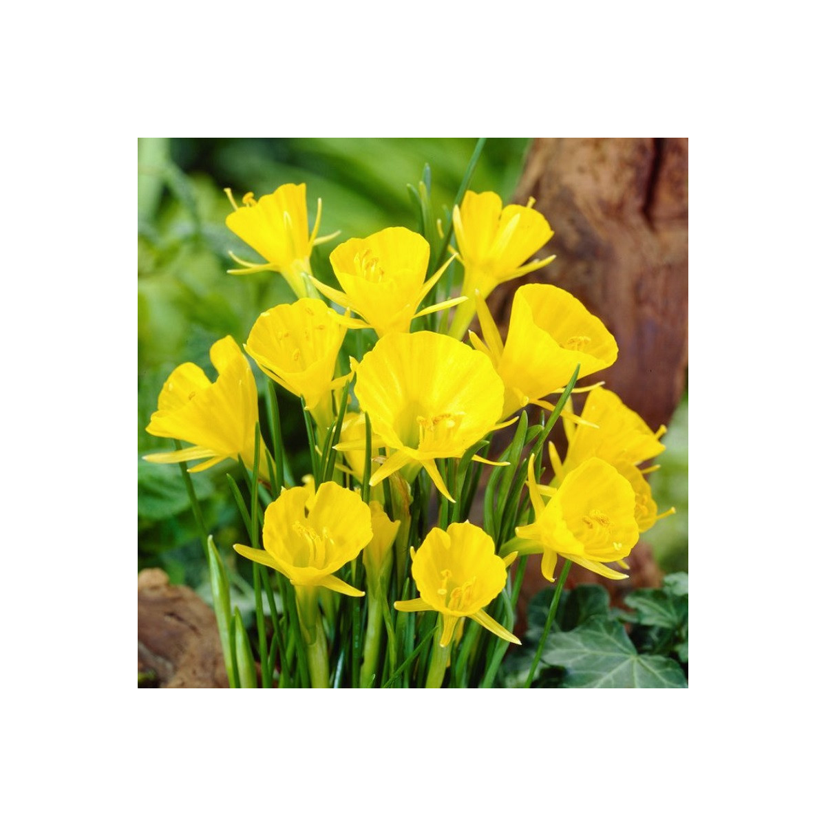 Narcis Golden bells - Narcissus bulbocodium - cibuľoviny - 3 ks