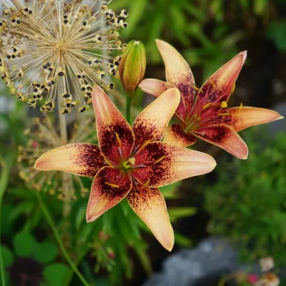 Ľalia Whistler - Lilium - cibuľoviny - 1 ks
