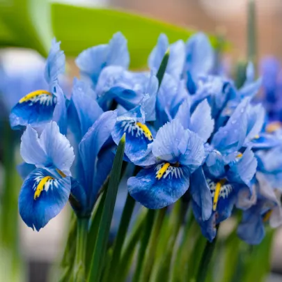 Kosatec sieťkovaný Harmony - Iris reticulata - cibuľoviny - 3 ks