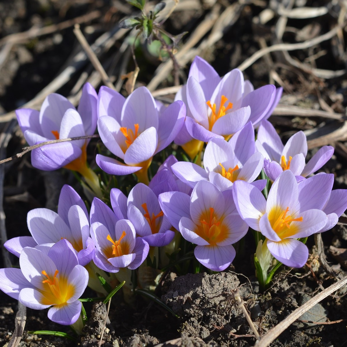 Krókus Firefly - Crocus sieberi - cibuľoviny - 3 ks