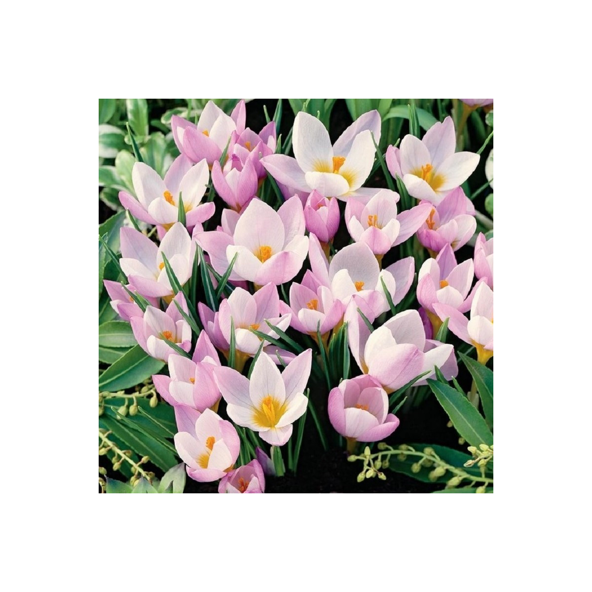 Krókus Firefly - Crocus sieberi - cibuľoviny - 3 ks