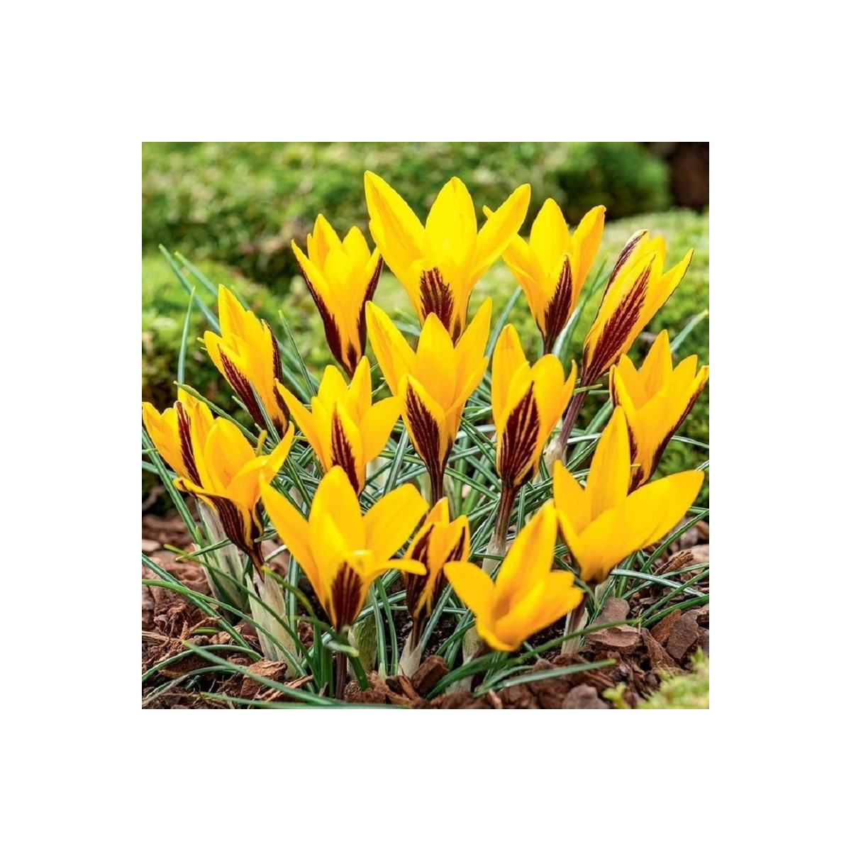 Krókus širokolistý - Crocus angustifolius  - cibuľoviny - 3 ks