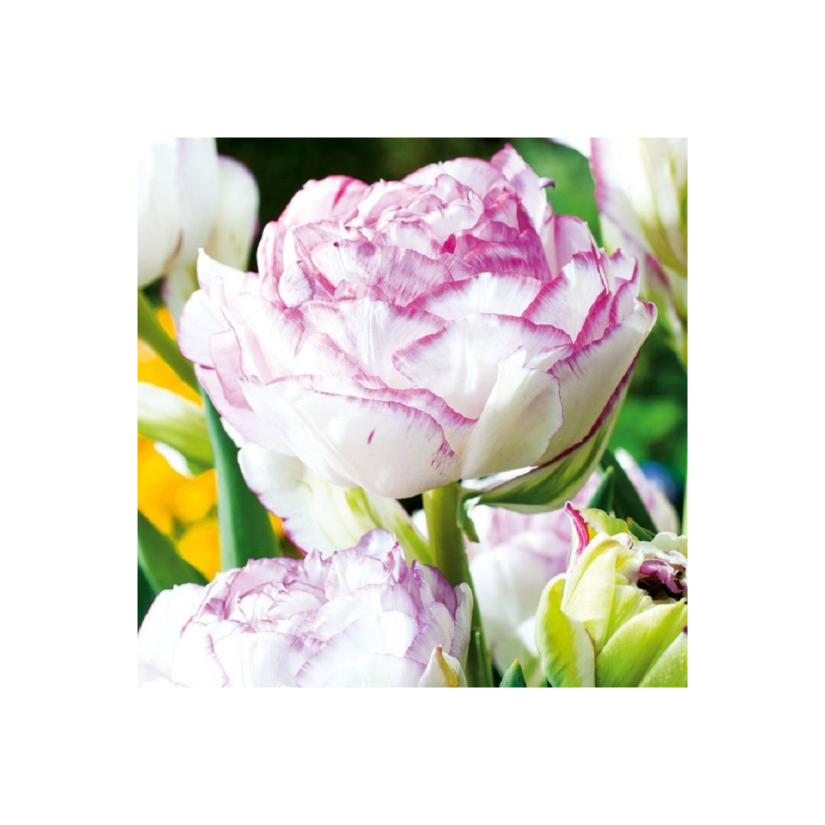 Tulipán Double Touch - Tulipa - cibuľoviny - 3 ks