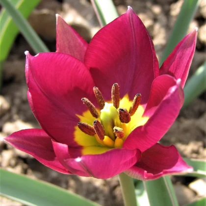 Tulipán Persian Pearl - Tulipa humilis - cibuľoviny - 3 ks