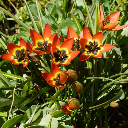 Tulipán Little Princess – Tulipa humilis – cibuľky tulipánov