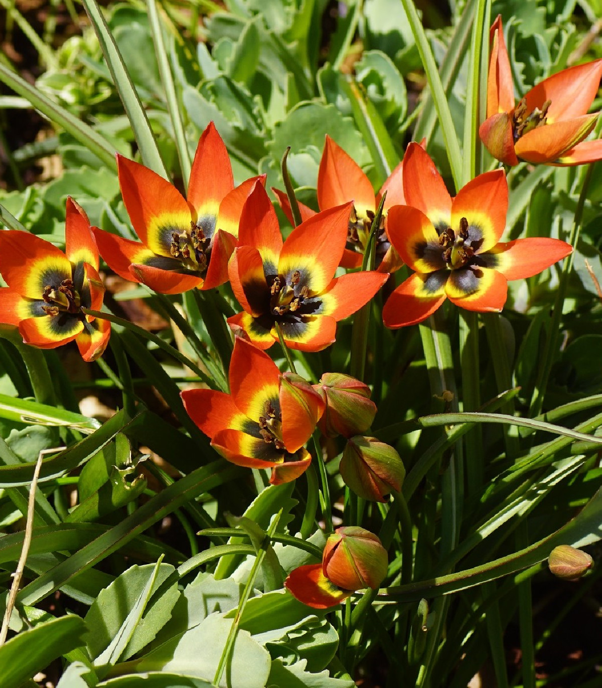 Tulipán Little Princess – Tulipa humilis – cibuľky tulipánov
