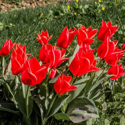 Tulipán Friendly Fire - Tulipa greigii - cibuľoviny - 3 ks