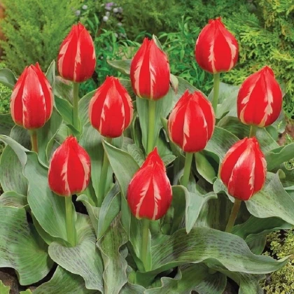 Tulipán Friendly Fire - Tulipa greigii - cibuľoviny - 3 ks