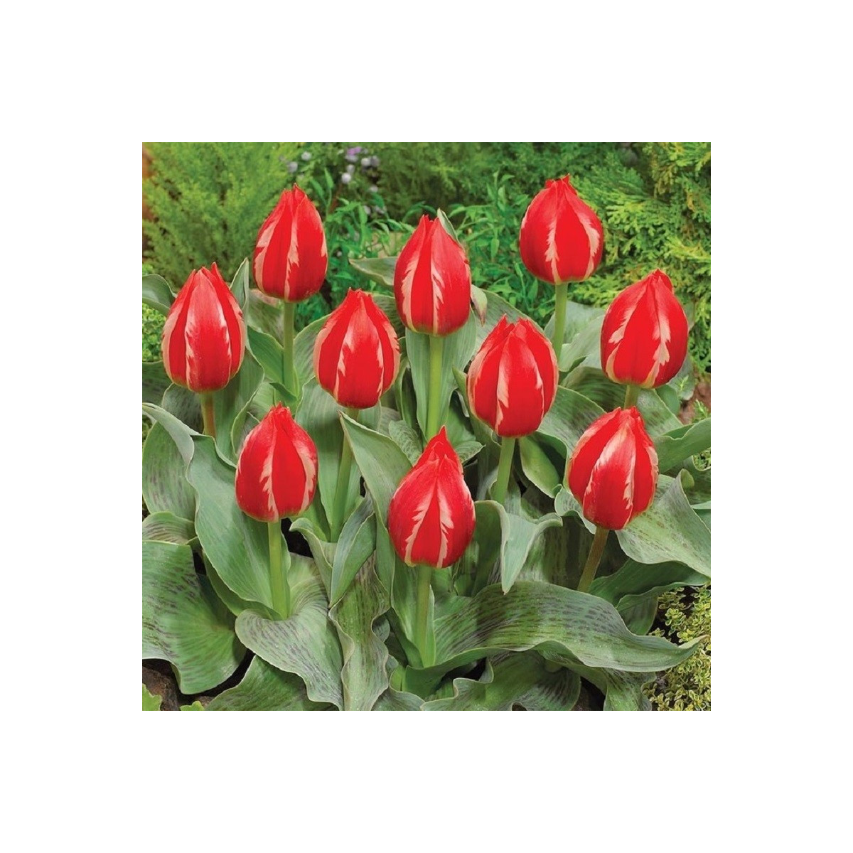 Tulipán Friendly Fire - Tulipa greigii - cibuľoviny - 3 ks