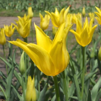 Tulipán West Point - Tulipa - cibuľoviny - 3 ks