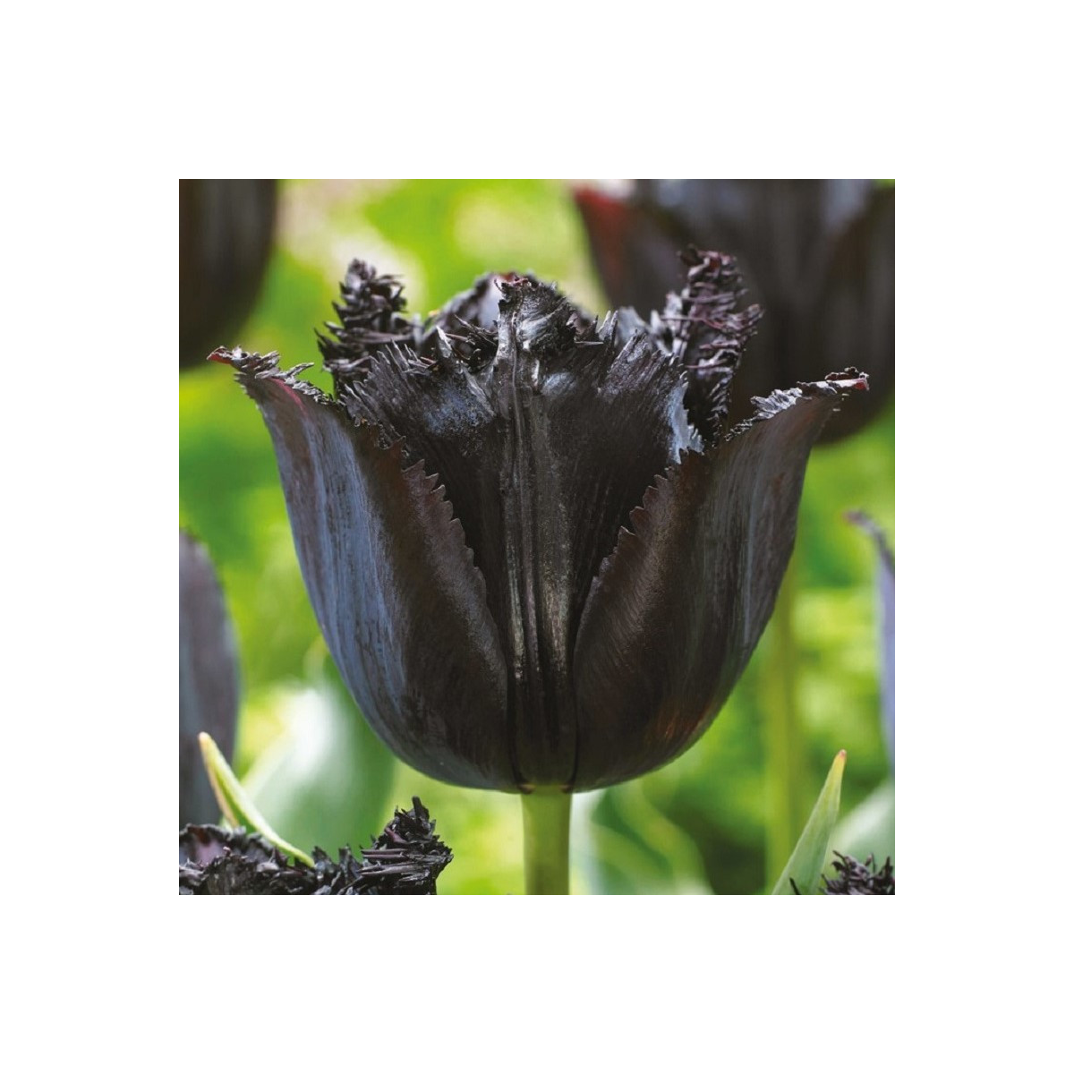Tulipán Fringed Black - Tulipa - cibuľoviny - 3 ks
