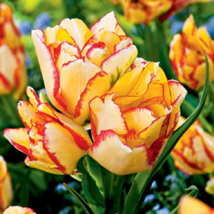 Tulipán Aquilla – Tulipa – cibuľky tulipánov