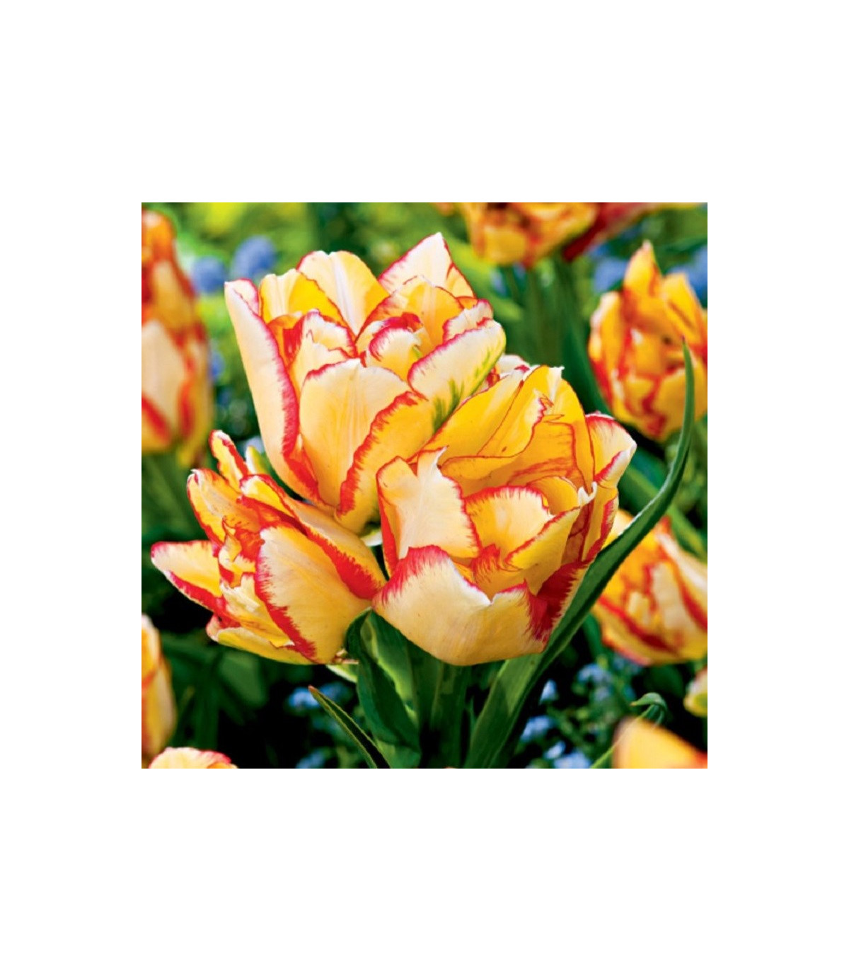 Tulipán Aquilla – Tulipa – cibuľky tulipánov