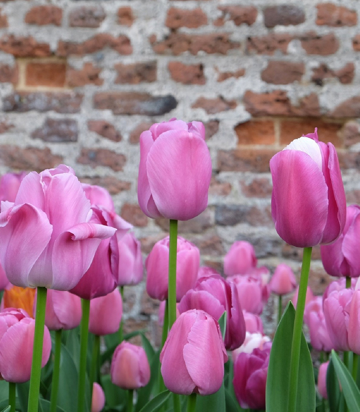 Tulipán Purple Pride – Tulipa – cibuľky tulipánov