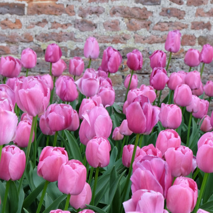 Tulipán Purple Pride – Tulipa – cibuľky tulipánov