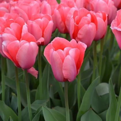 Tulipán Pink Impression - Tulipa - cibuľoviny - 3 ks