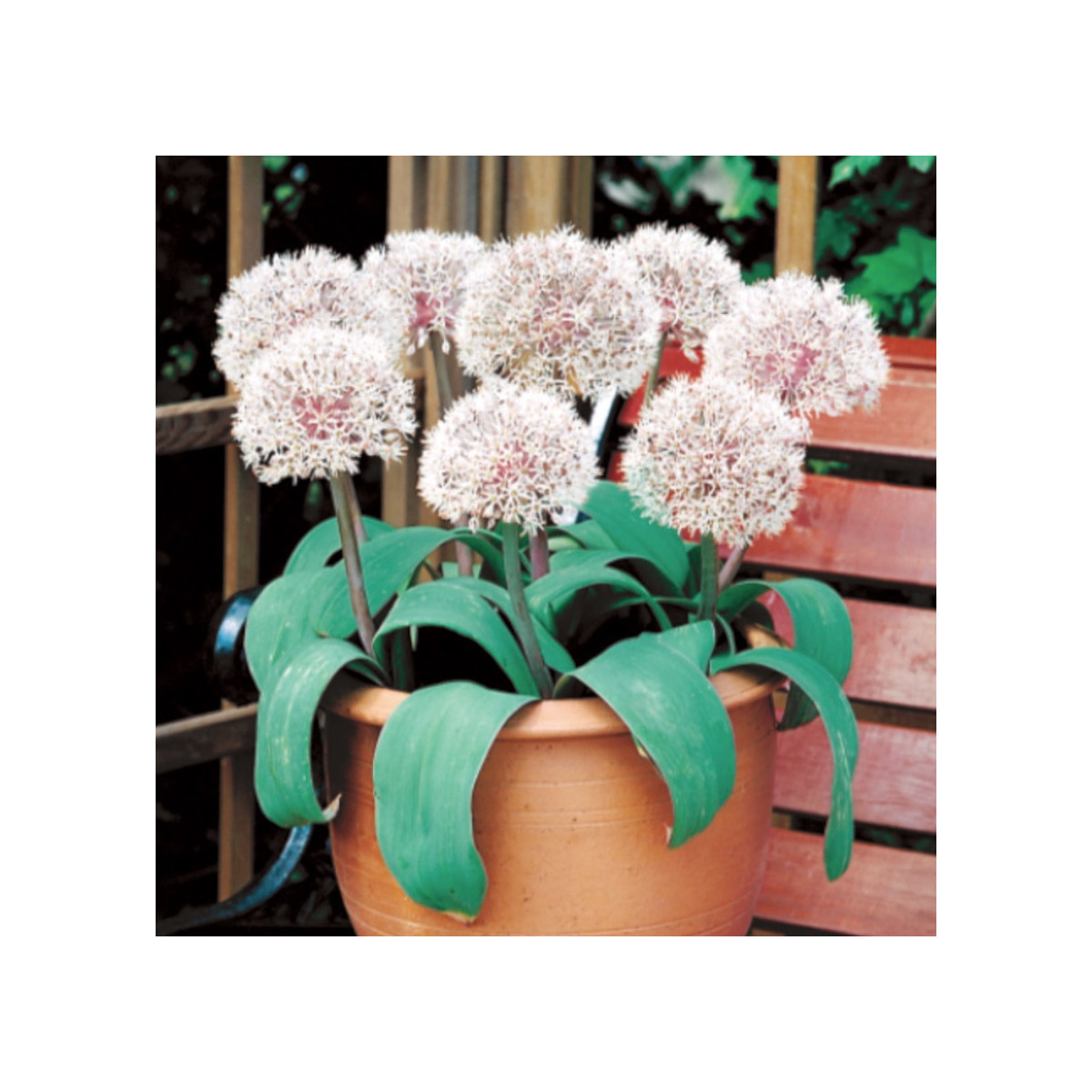 Cesnak Ivory Queen - Allium - cibuľoviny - 3 ks