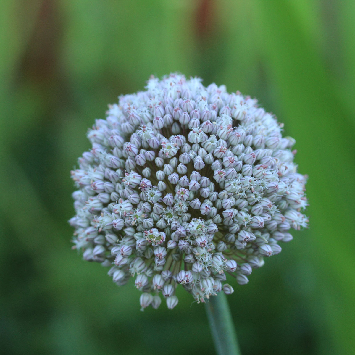 Cesnak white Cloud - Allium - cibuľoviny - 3 ks