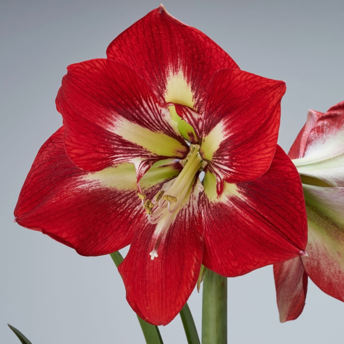 Zornica Barbados - Hippeastrum - cibuľoviny - 1 ks