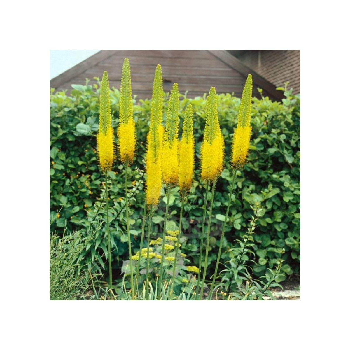 Fakľa Moneymaker – Eremurus – cibuľky fakle