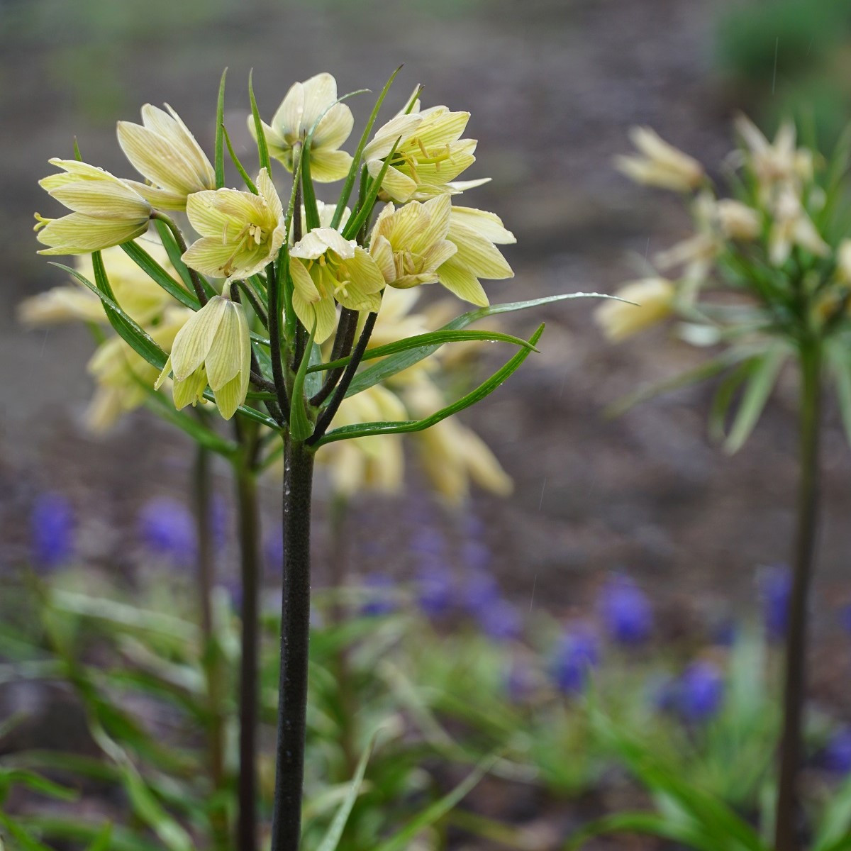 Korunkovka Raddeana - Fritillaria raddeana - cibuľoviny - 1 ks