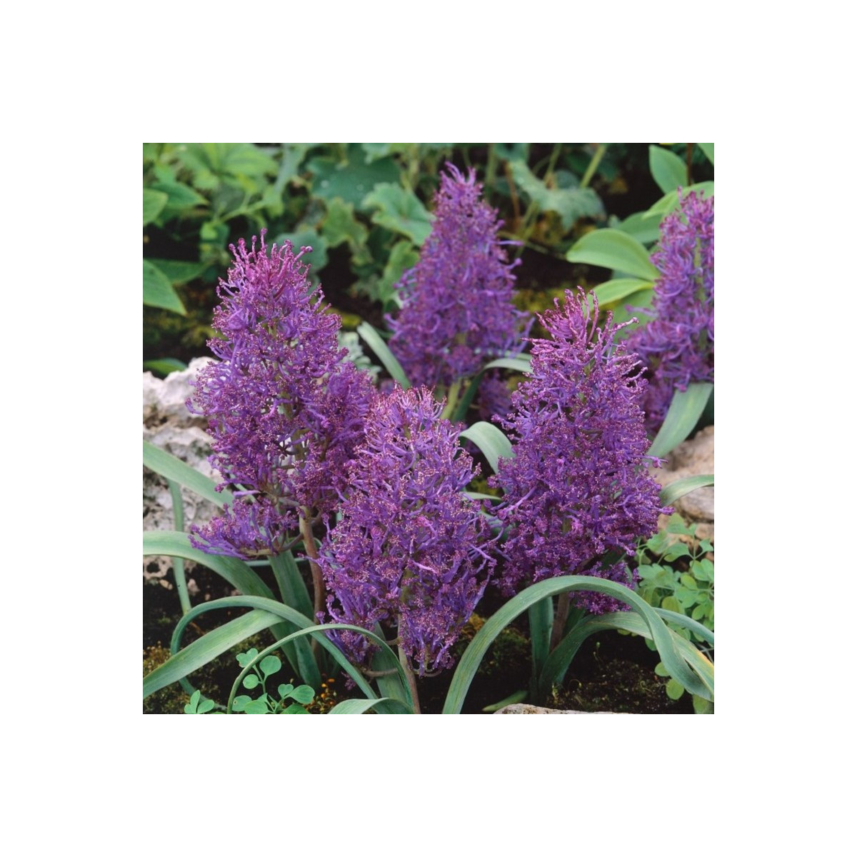 Modrica Plumosum - Muscari comusum - cibuľoviny - 5 ks