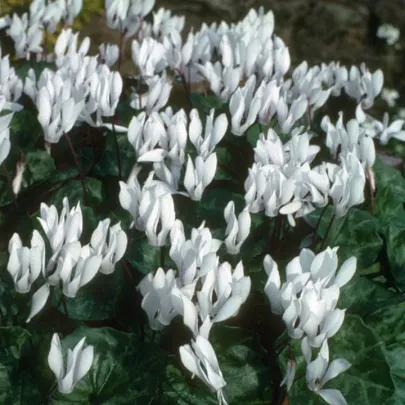 Cyklámen Sowbread - Cyclamen repandum album - cibuľoviny - 1 ks