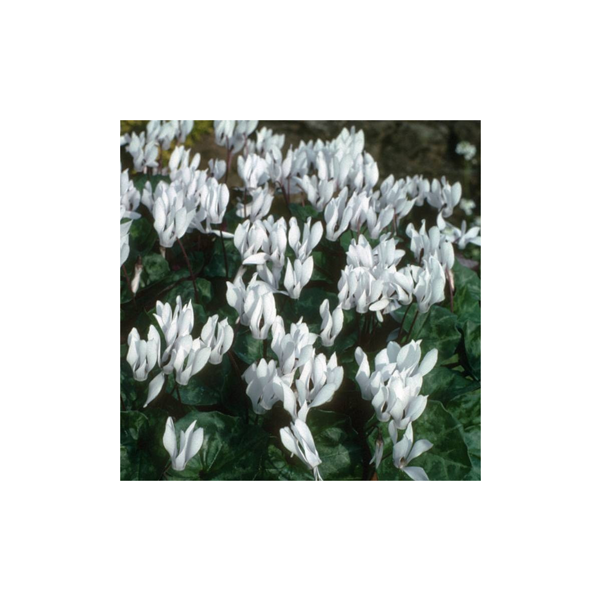 Cyklámen Sowbread - Cyclamen repandum album - cibuľoviny - 1 ks