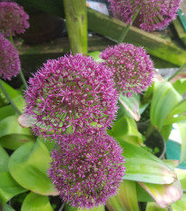 Cesnak Ostara - Allium - cibuľoviny - 3 ks