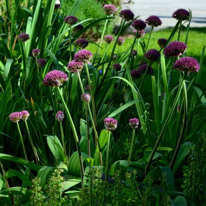 Cesnak Ostara - Allium - cibuľoviny - 3 ks
