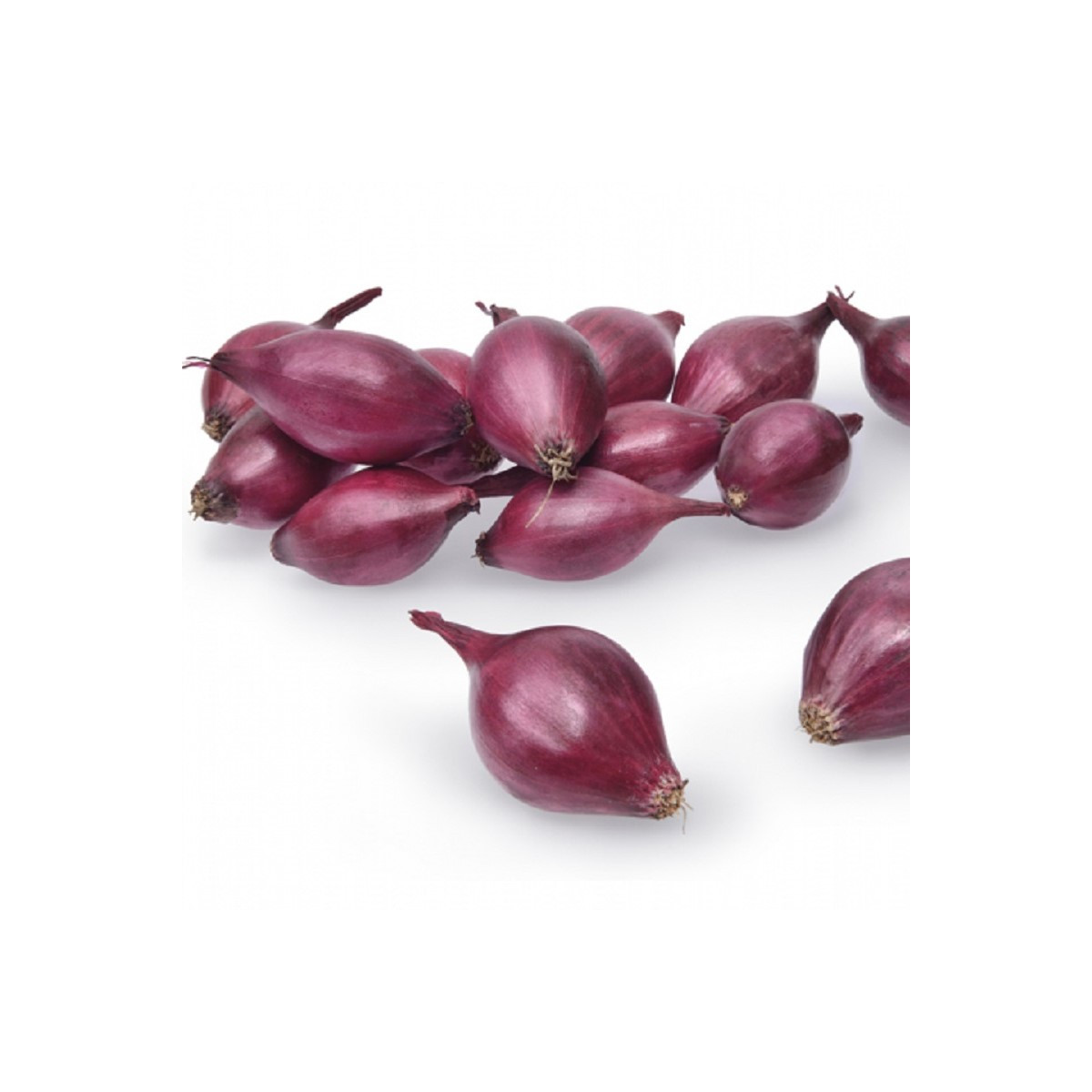 Cibuľa sadzačka ozimná Akado - Allium cepa - cibuľky - 500 g