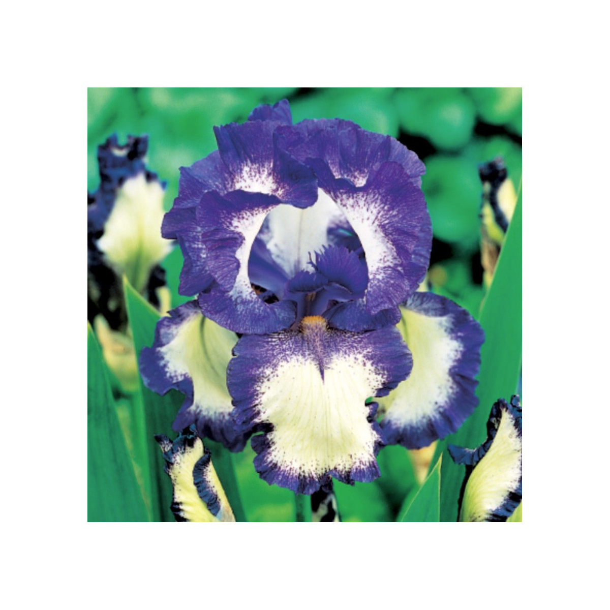 Kosatec nemecký Loop the Loop - Iris germanica - hľuzy - 1 ks