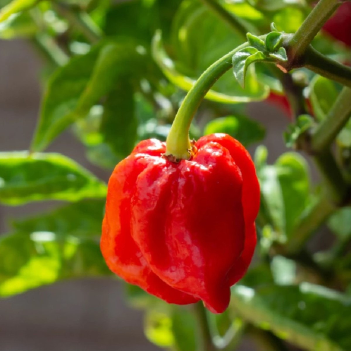 Chilli 7 Pot Douglah Red - Capsicum chinense - semená - 7 ks