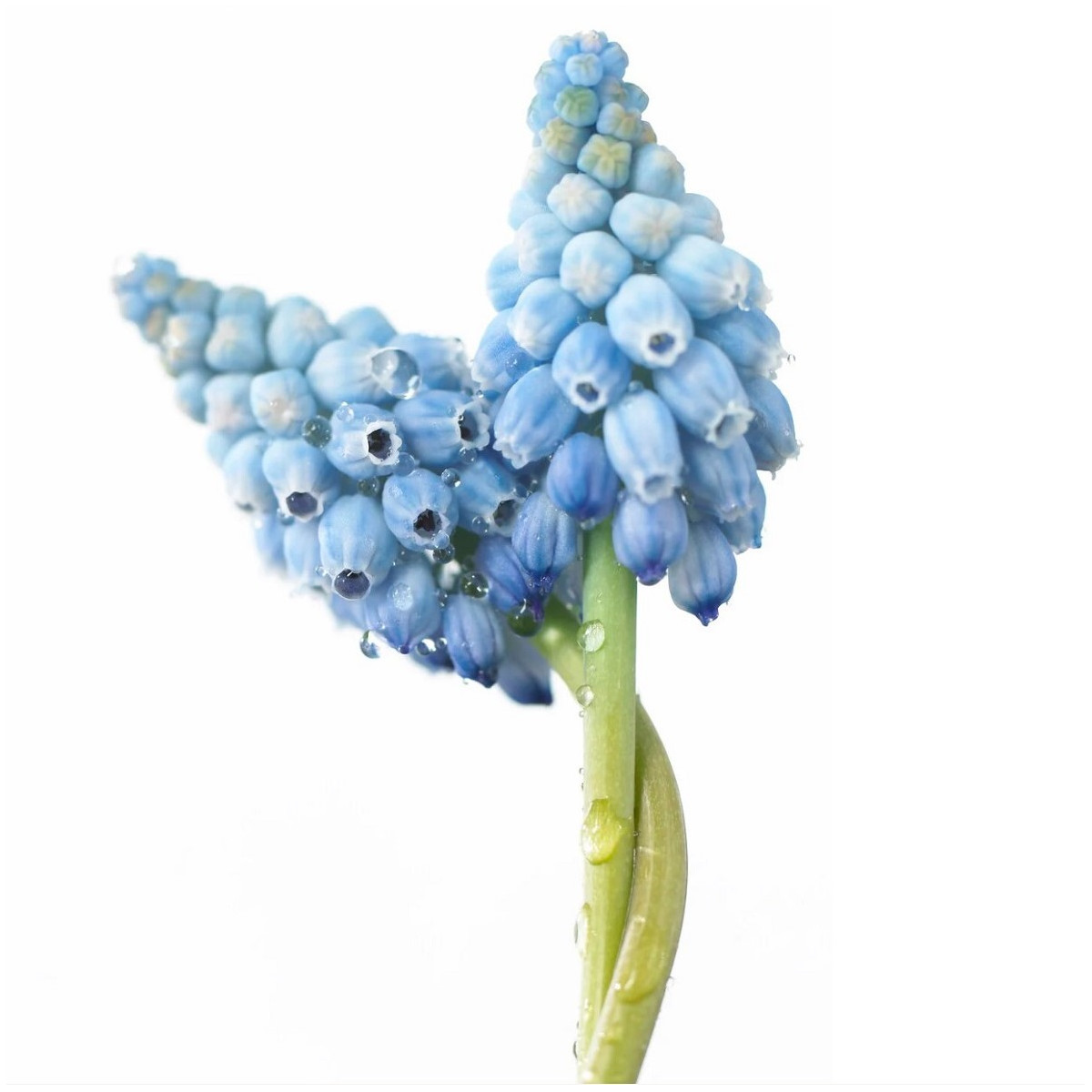 Modrica Valerie Finish - Muscari armeniacum - cibuľoviny - 5 ks