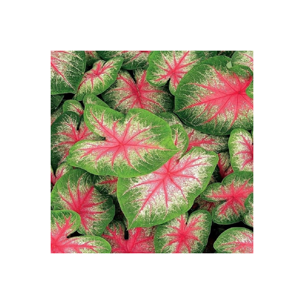 Kaládium Pink Beauty - Caladium bicolor - cibuľoviny - 1 ks