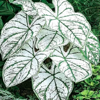 Kaládium Candidum Sr - Caladium bicolor - cibuľoviny - 1 ks