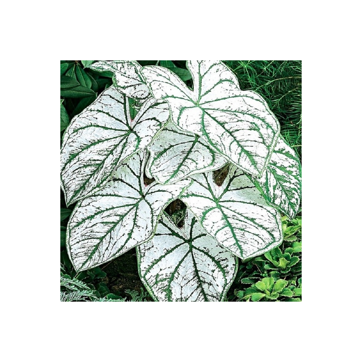 Kaládium Candidum Sr - Caladium bicolor - cibuľoviny - 1 ks