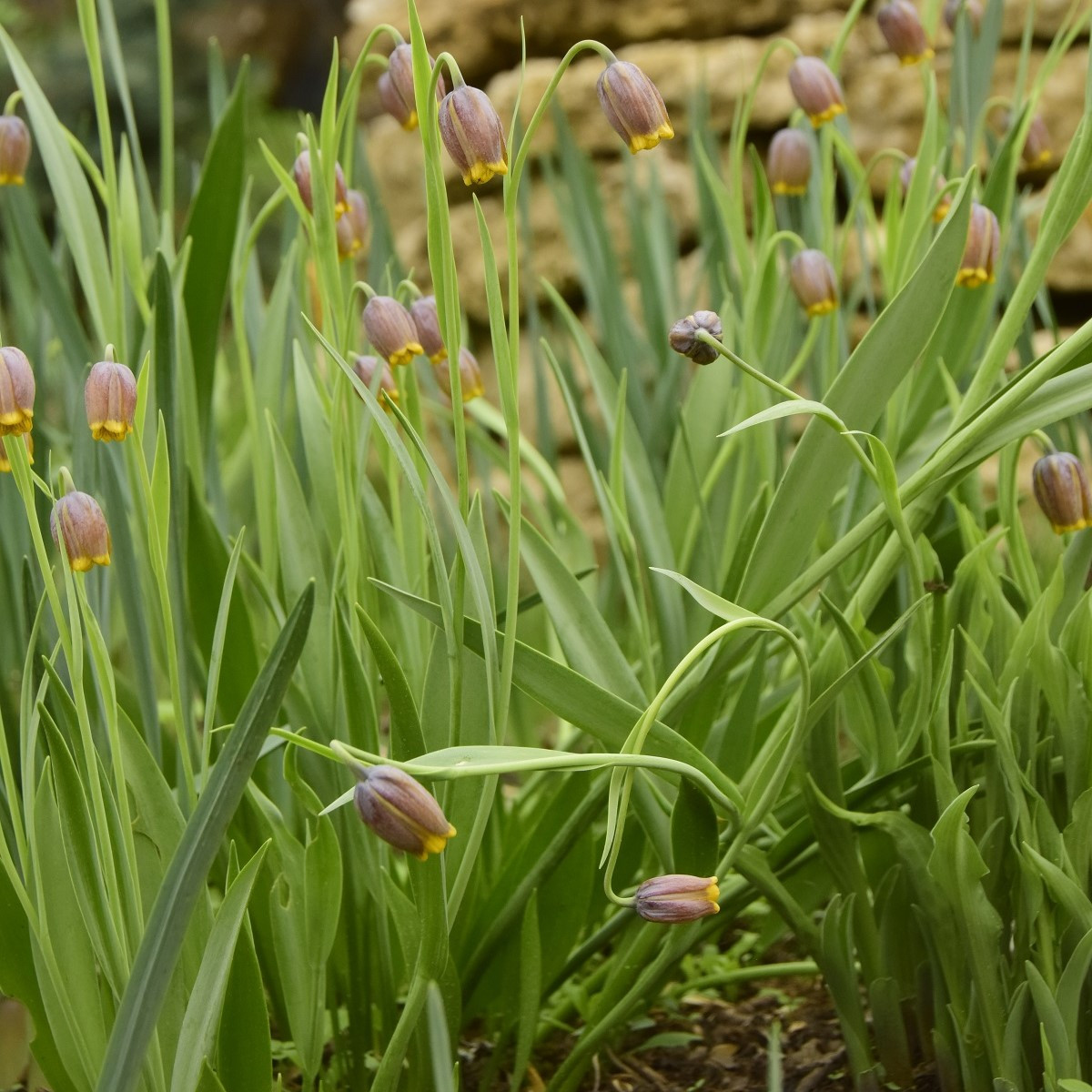 Korunkovka Uva vulpis - Fritillaria - cibuľoviny - 5 ks