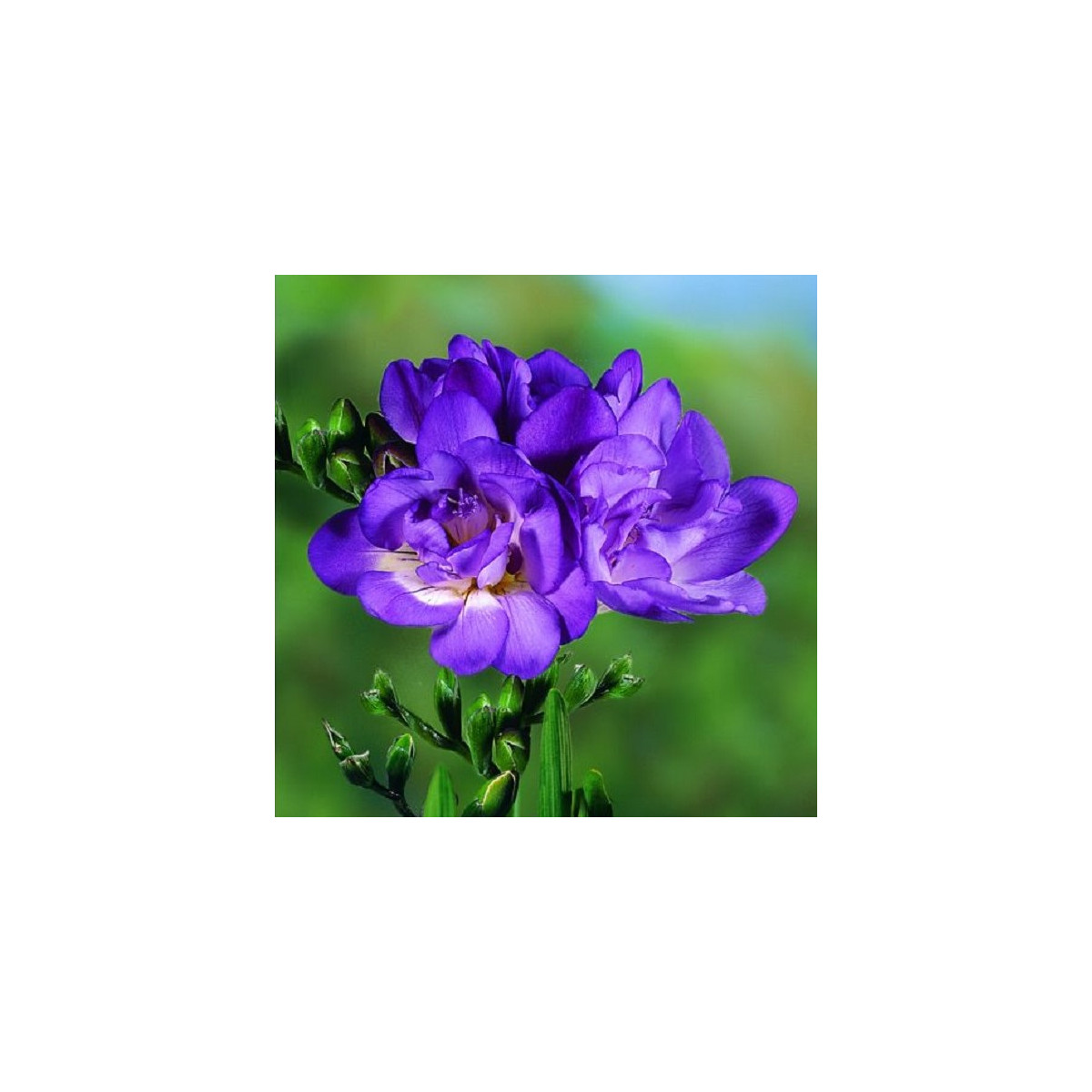 Frézia plnokvetá modrá - Freesia - cibuľoviny - 3 ks