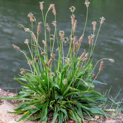 BIO Skorocel kopijovitý - Plantago lanceolata - bio semená - 80 ks