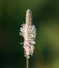 BIO Skorocel kopijovitý - Plantago lanceolata - bio semená - 80 ks