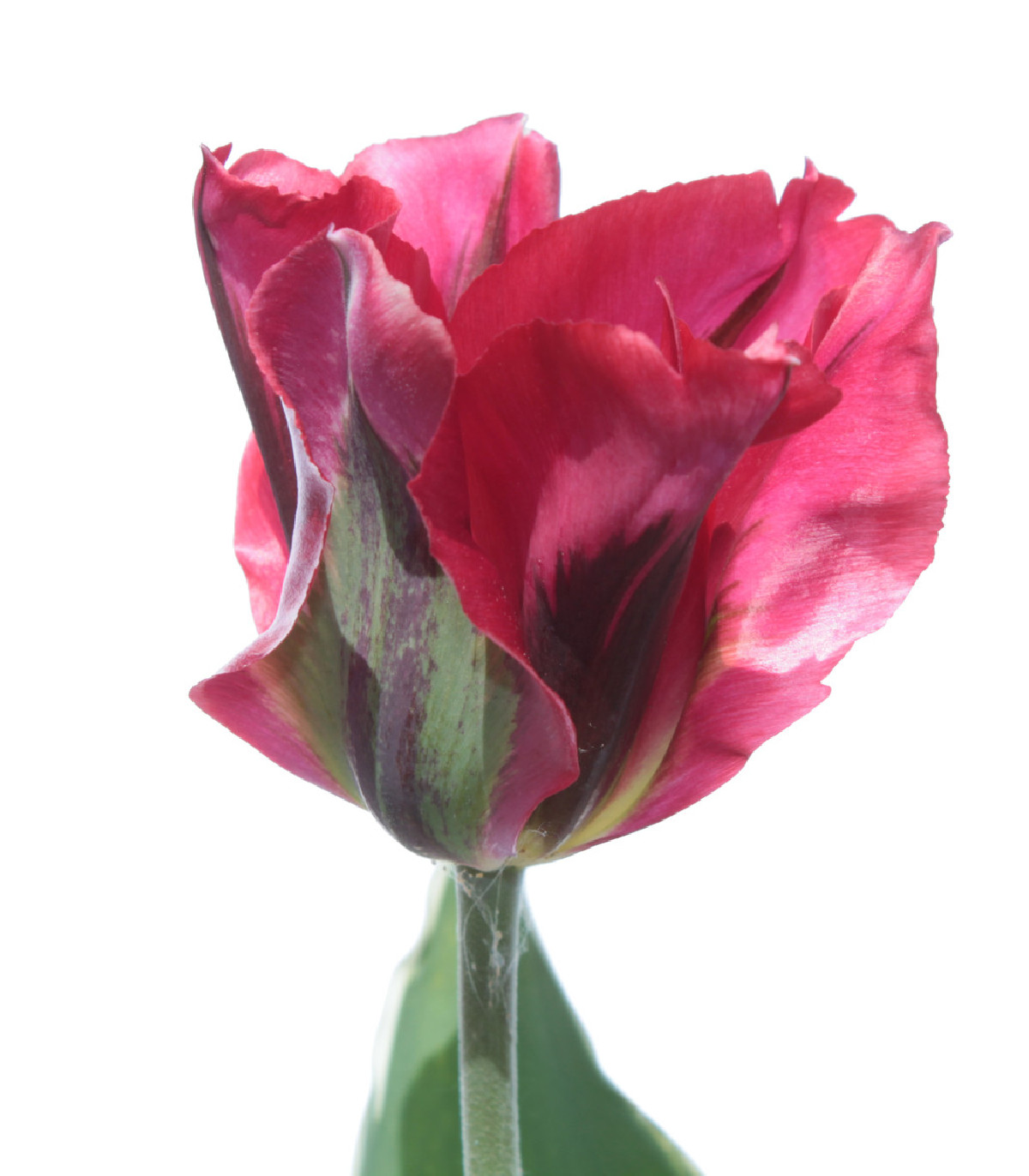 Tulipán Esperanto - Tulipa - cibuľoviny - 3 ks