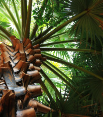 Trachykarpus žinený - Trachycarpus fortunei x princeps - semená - 3 ks