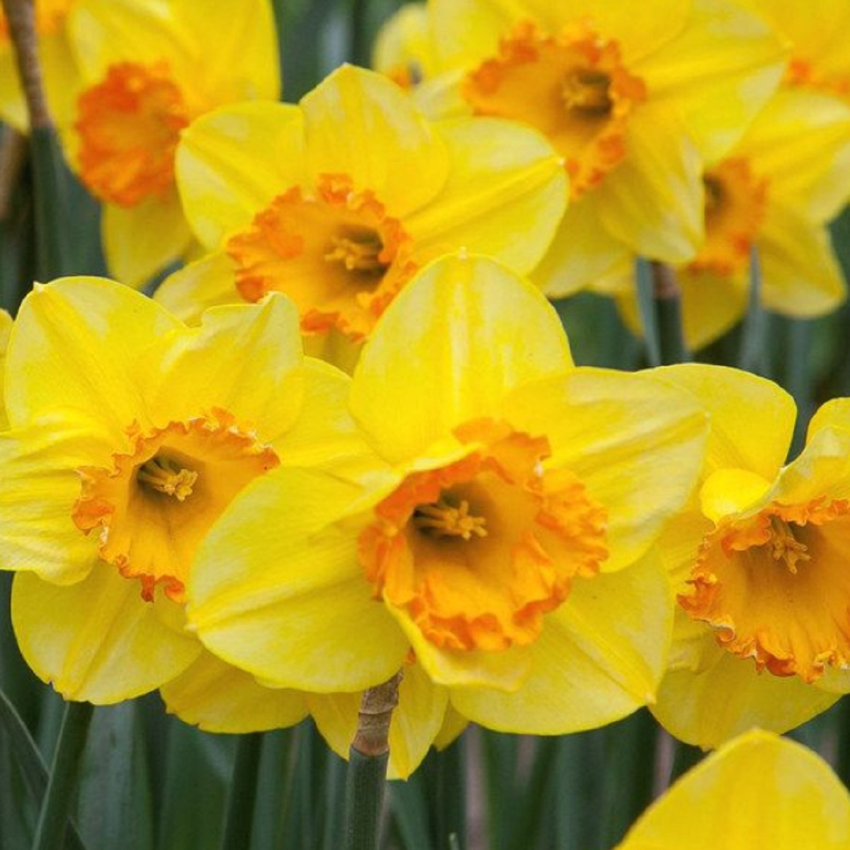 Narcis Early Flame - Narcissus - cibuľoviny - 3 ks