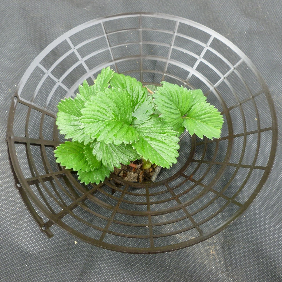 Podložka pod jahody - plastový - 1 ks