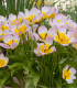 Tulipán Bakerii Lilac Wonder - Tulipa - cibuľoviny - 3 ks